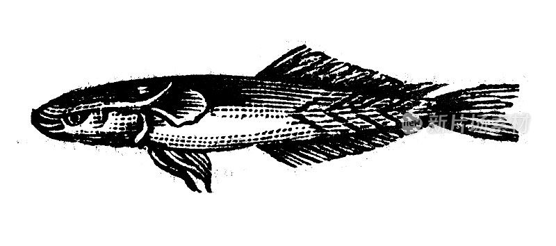 仿古雕刻插图:Suckerfish remora